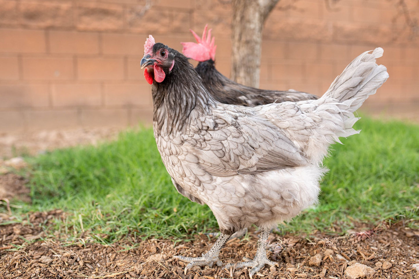 Blue American Bresse Chicks - Buy 10 + 5 Bonus Free (Unsexed, Shipping Included)