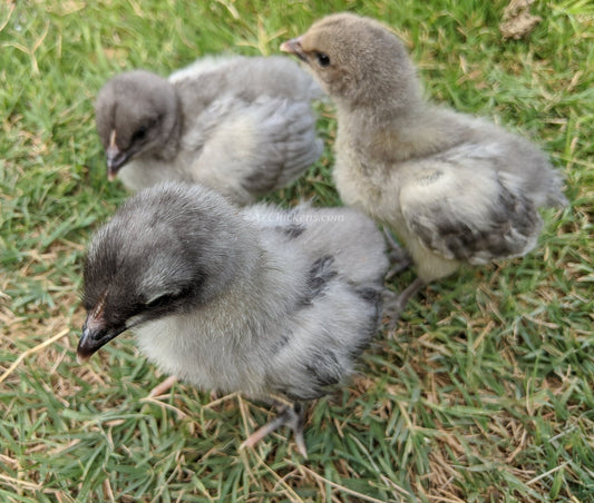 Blue American Bresse Chicks - Buy 10 + 5 Bonus Free (Unsexed, Shipping Included)