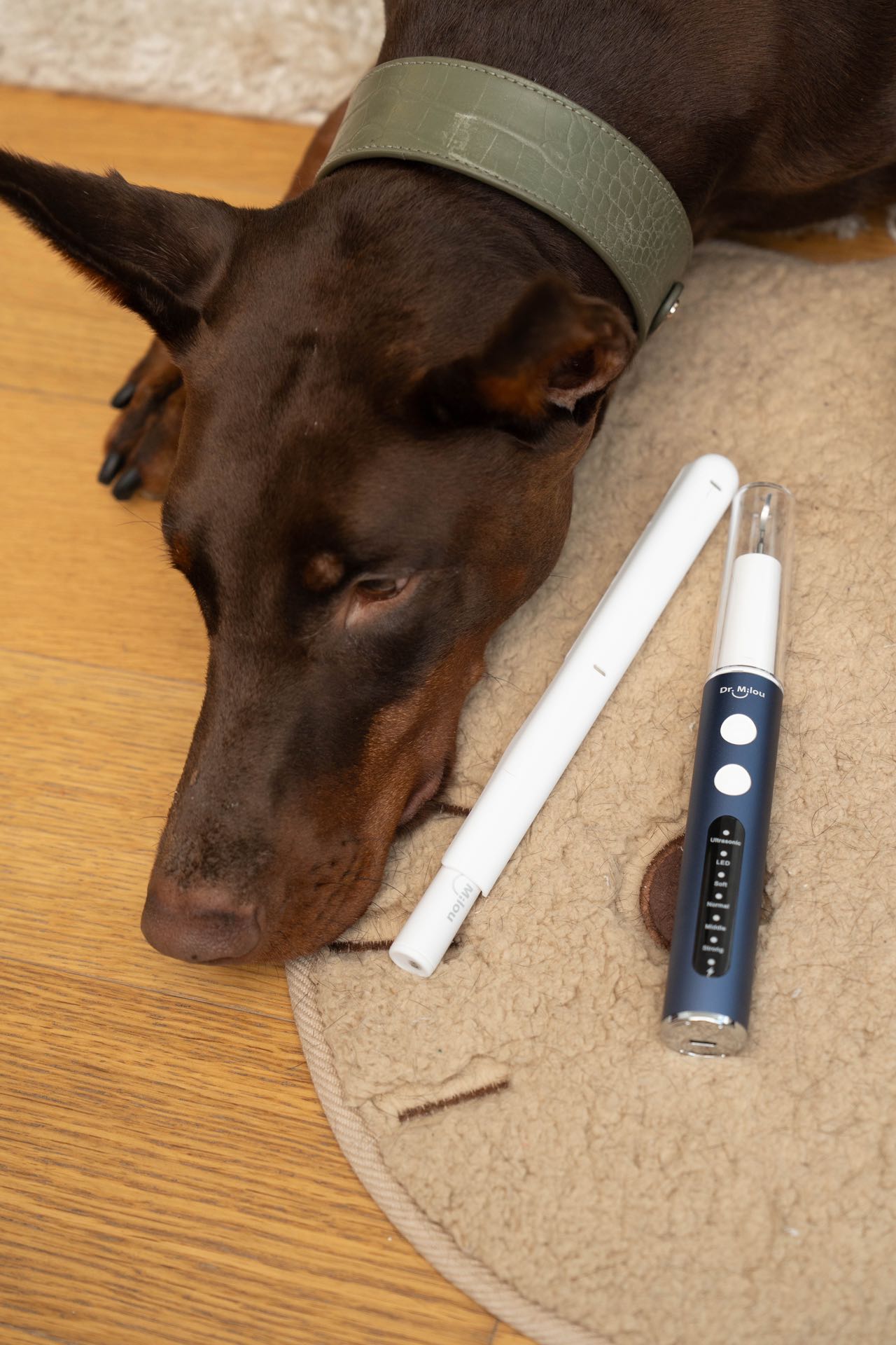 Home Pet Oral Care (Electric Toothbrush / Ultrasonic Dental Scaler / Full Set) by Dr. Milou